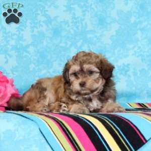 Jay, Shih-Poo Puppy